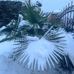 Palma konopná (Trachycarpus fortunei) - výška kmeňa 10-15 cm, celková výška 50-70 cm, kont. C5L (-17°C)